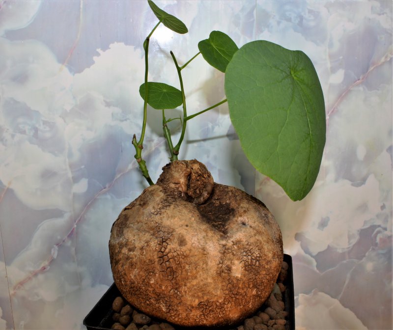 Stephania Bulbs цвете