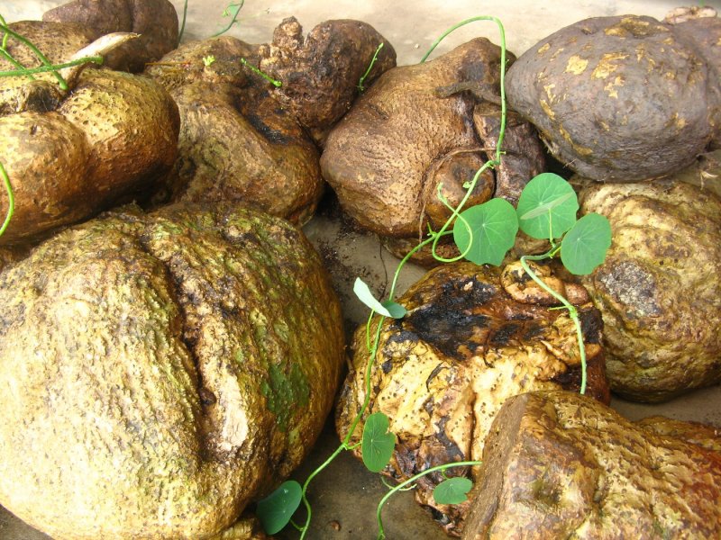 Stephania glabra