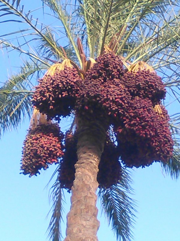 Финик Канарский