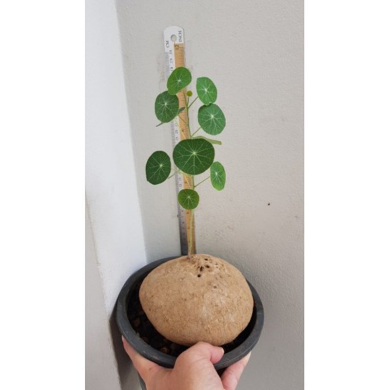 Stephania erecta