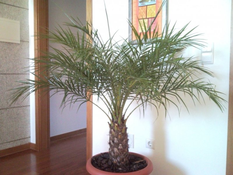 Финик пальчатый Phoenix dactylifera
