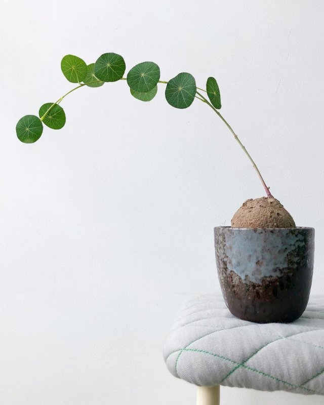 Stephania yunnanensis