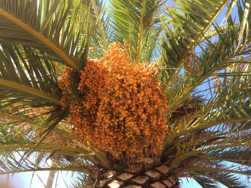 Финик пальчатый Phoenix dactylifera