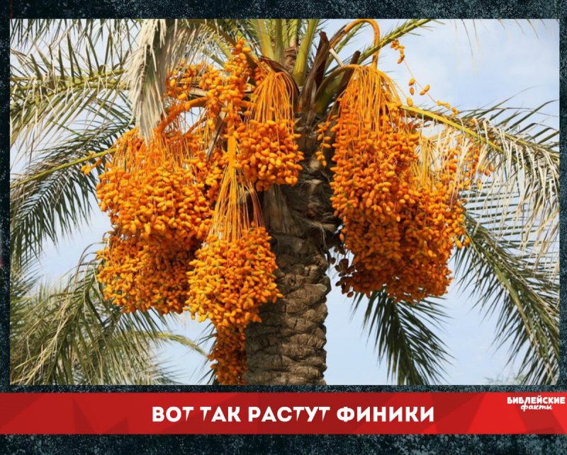 Иран финиковая Пальма