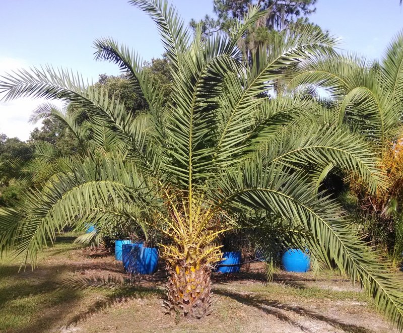 Финик Канариенсис