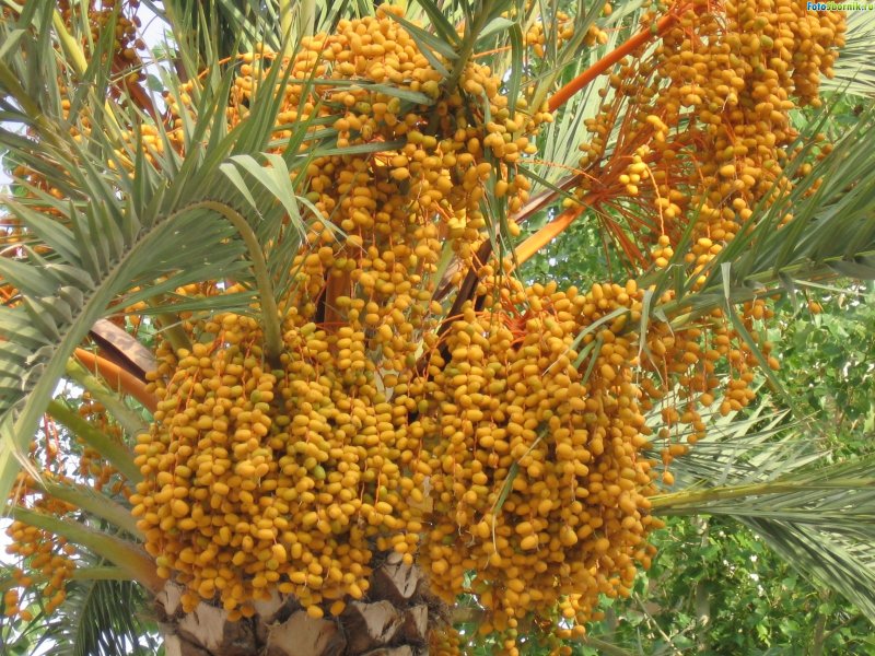 Соцветие финиковой пальмы