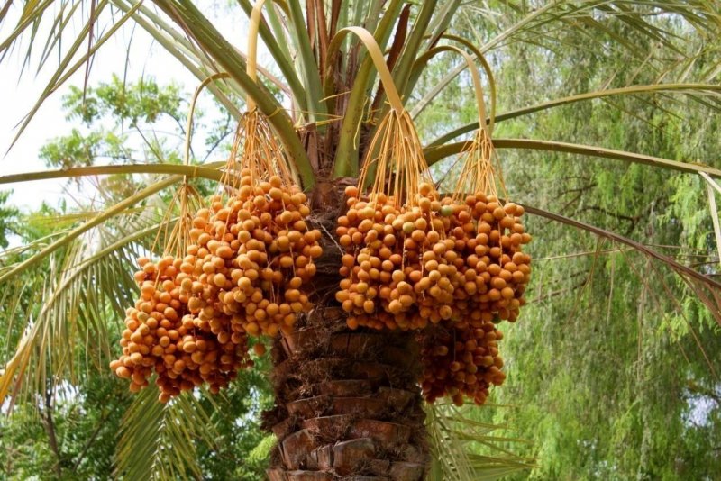 Финик пальчатый Phoenix dactylifera