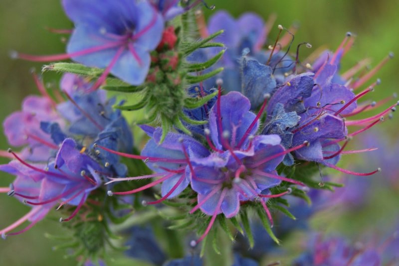 Синяк обыкновенный, Румянка (Echium vulgare