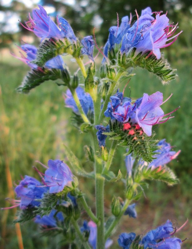 Синяк обыкновенный, Румянка (Echium vulgare