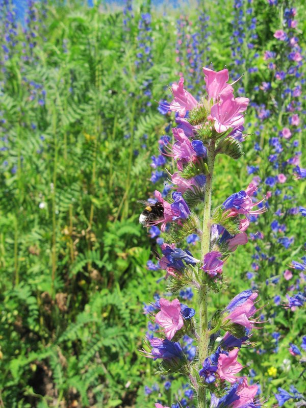 Синяк обыкновенный, Румянка (Echium vulgare