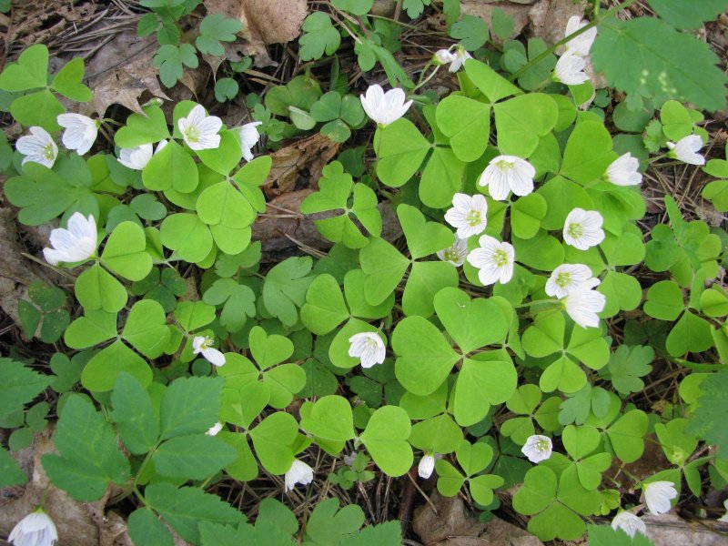 Кислица Oxalis acetosella