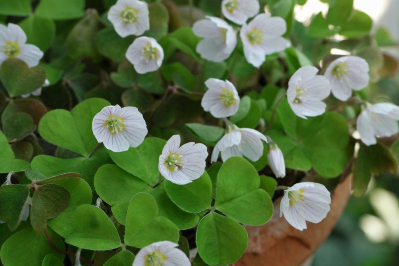 Кислица Oxalis spiralis