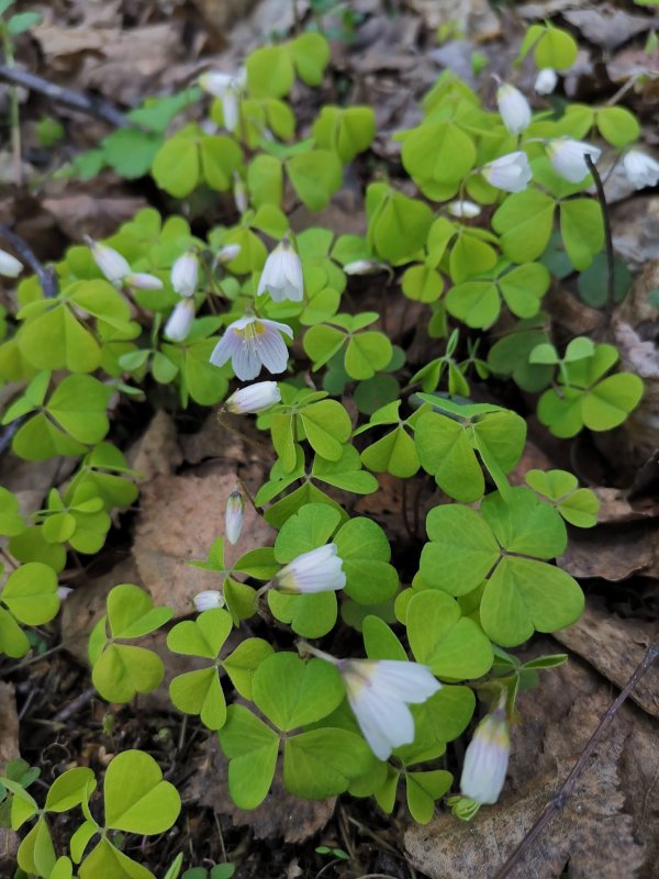 Oxalis acetosella – Кислица обыкновенная