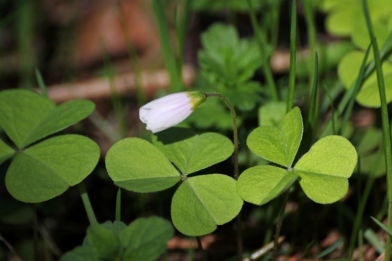 Oxalis triangularis