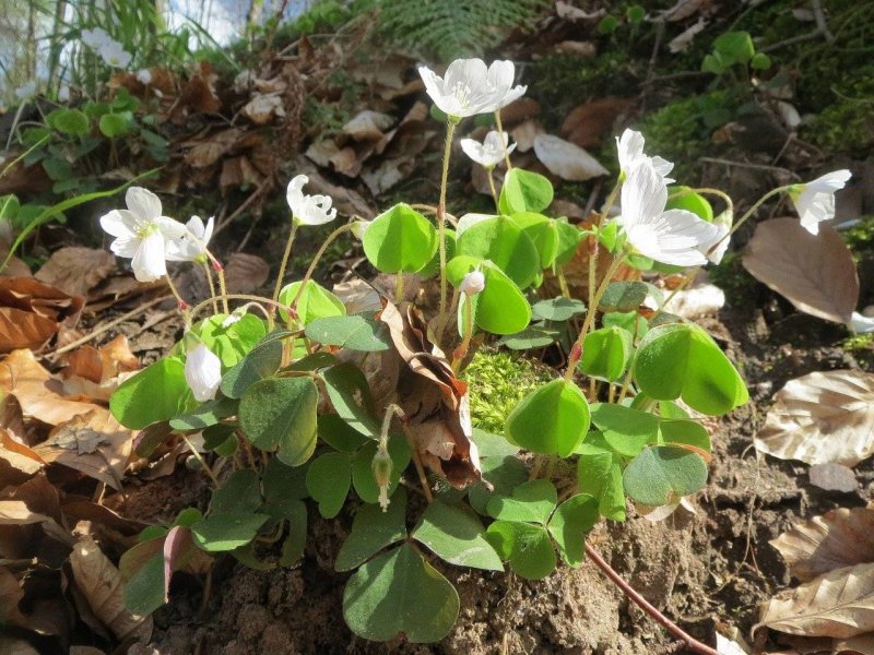 Oxalis acetosella
