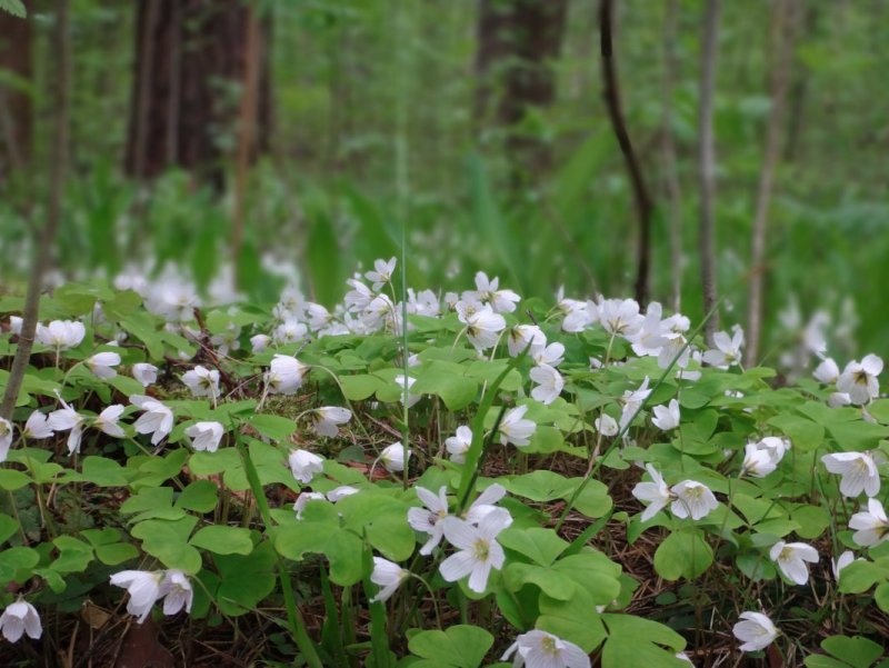 Кислица треугольная (Oxalis triangularis)