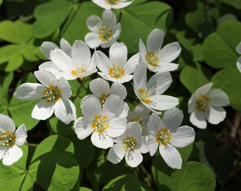 Кислица Oxalis acetosella