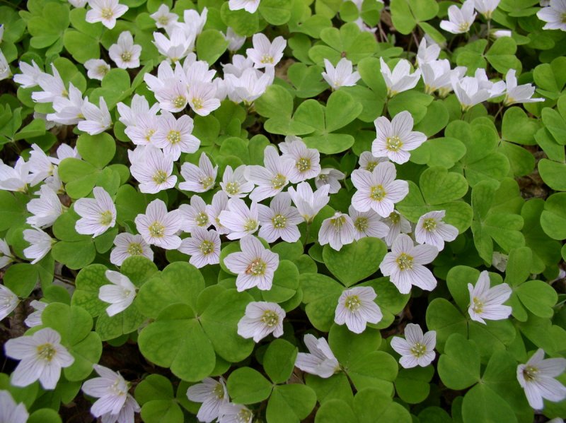 Кислица Ортгиса (Oxalis ortgiesii).