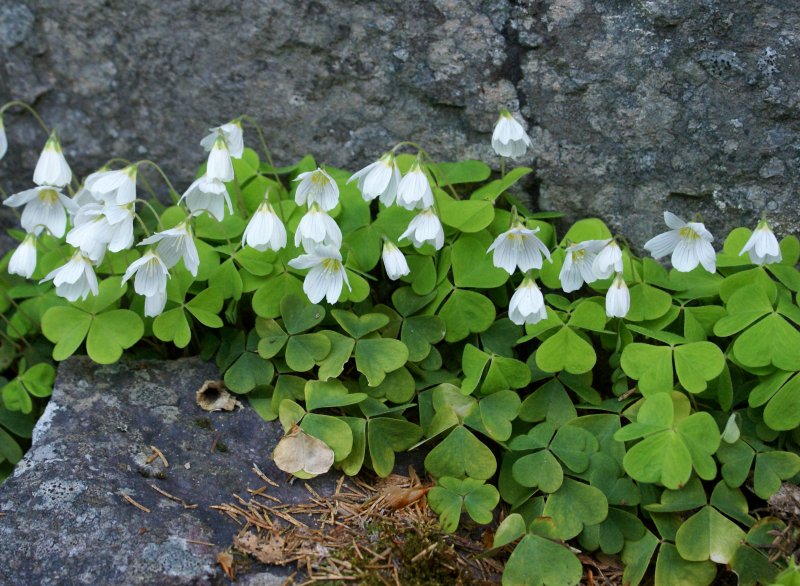 Кислица обыкновенная Oxalis acetosella l.