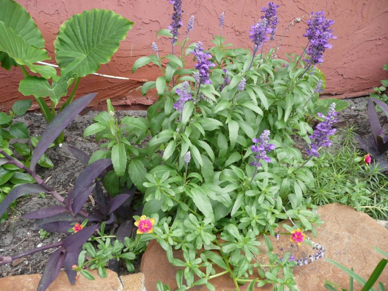 Шалфей Salvia Divinorum