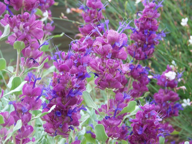 Шалфей Salvia Divinorum