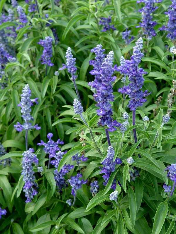 Шалфей Salvia Divinorum
