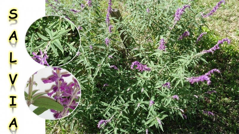 Salvia Divinorum Сальвия дивинорум