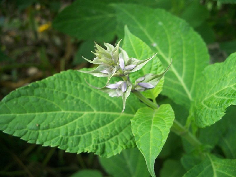 Salvia leucantha