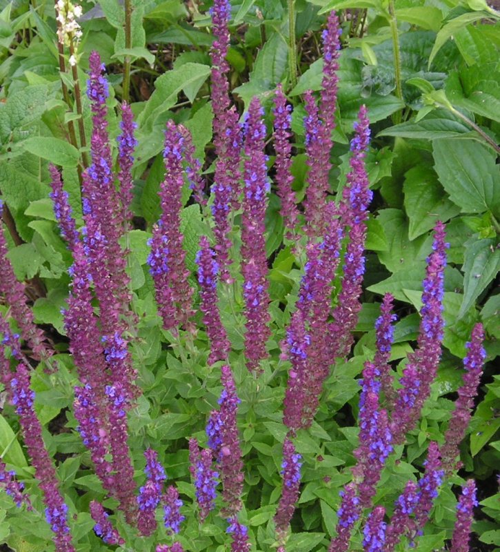 Salvia leucantha , мексиканский шалфей