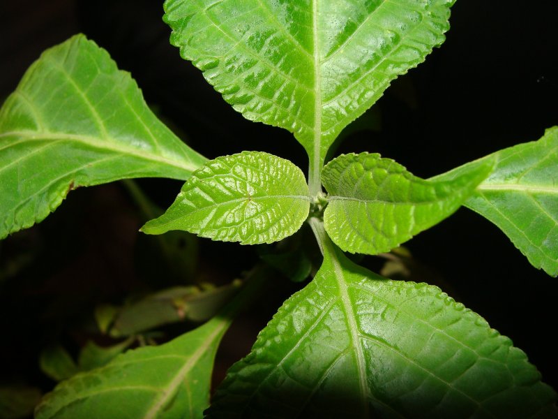 Шалфея белолистного (Salvia leucophylla)