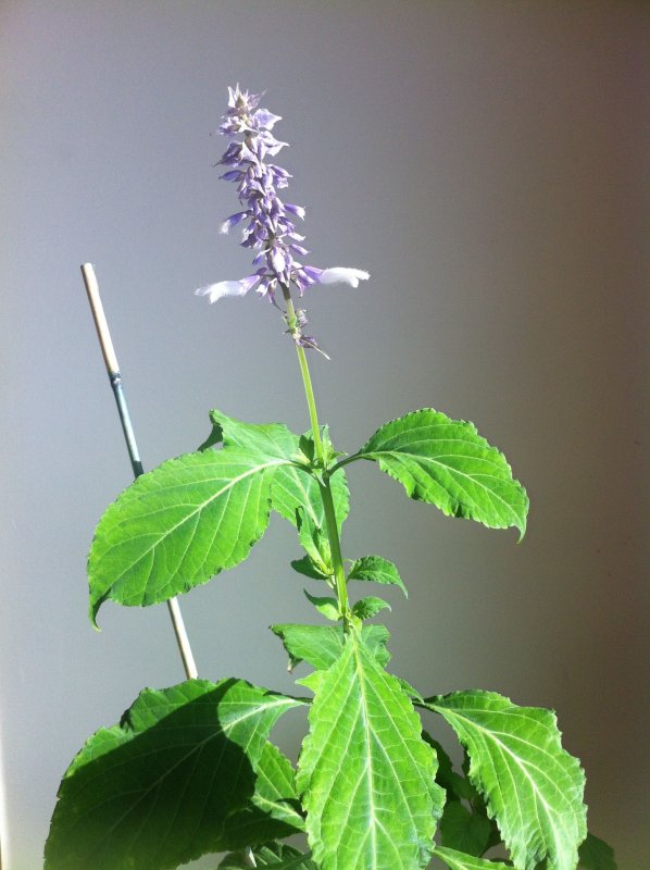Salvia leucantha