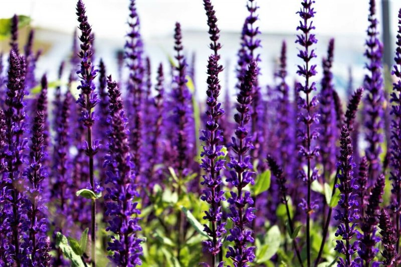 Шалфей предсказателей (Salvia Divinorum)