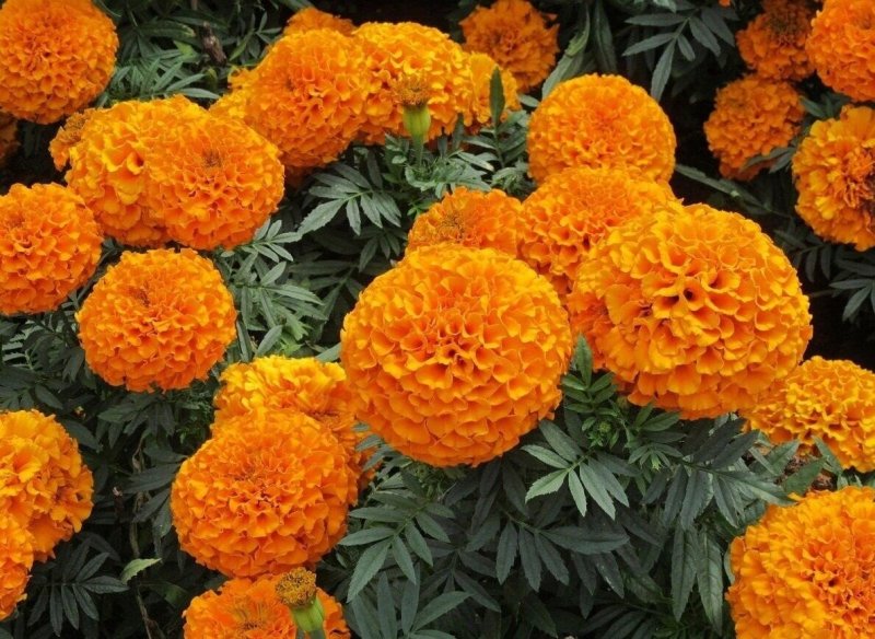 Tagetes erecta бархатцы прямостоячие