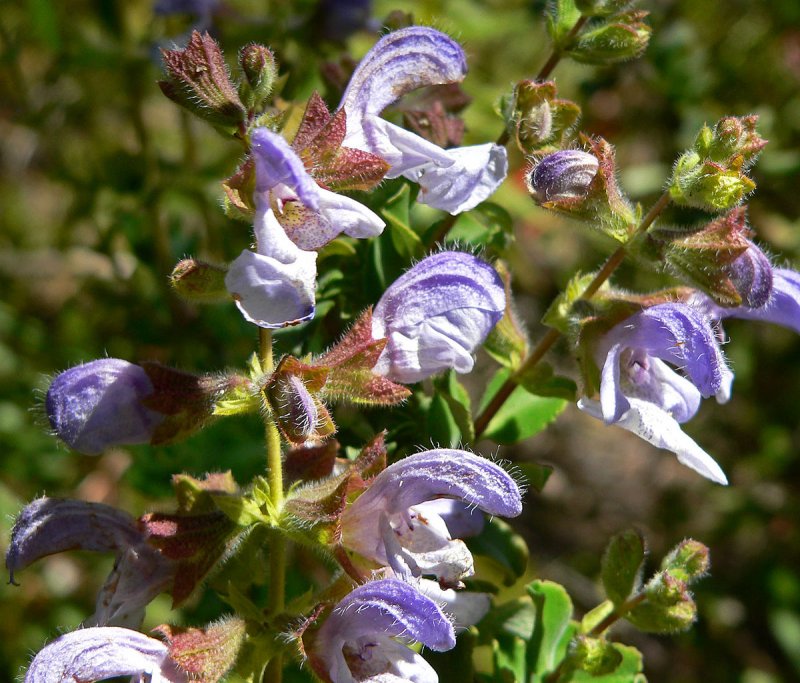 Шалфей Salvia leucantha в Израиле