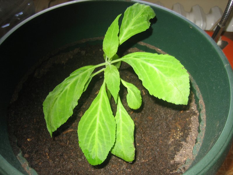 Шалфей Salvia leucantha в Израиле