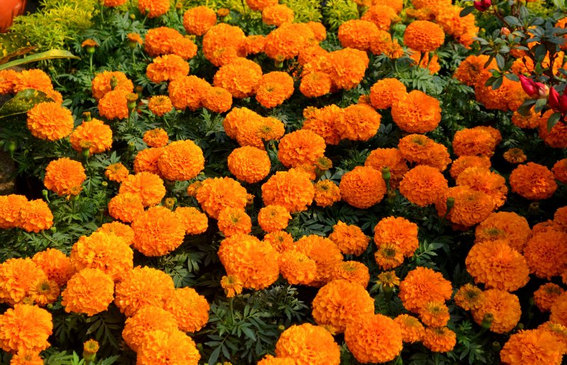 Бархатцы (Tagetes)