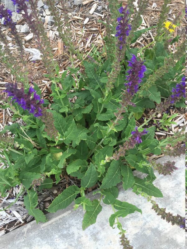 Шалфей мутовчатый (Salvia verticillata `Purple Rain