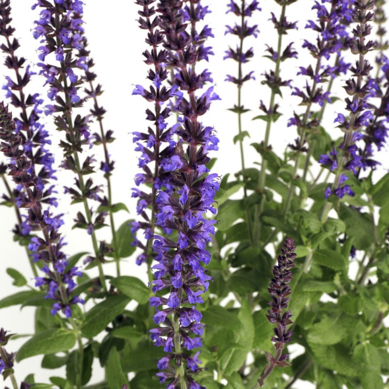Salvia Divinorum Сальвия дивинорум