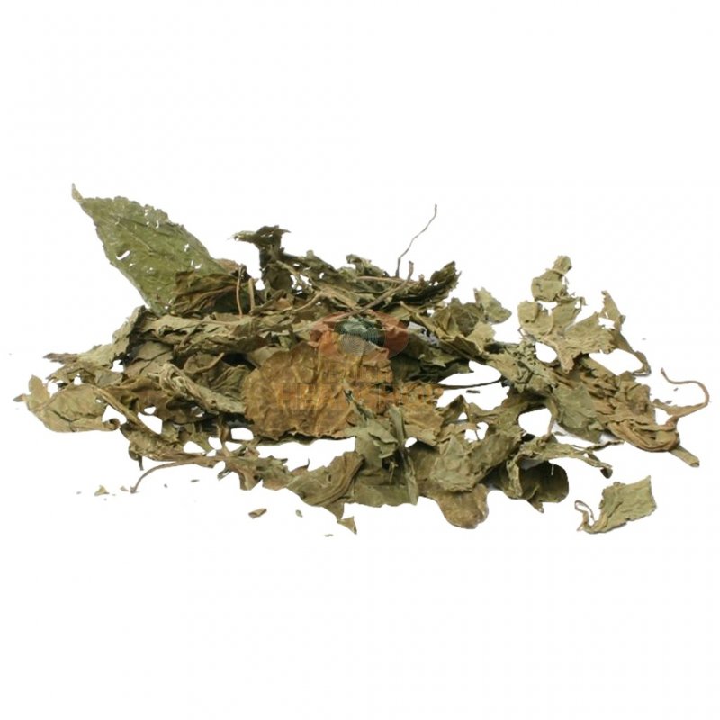 Salvia officinalis как выращивать и собирать