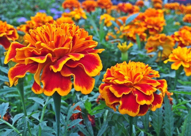 Бархатцы отклоненные (Tagetes patula f1) Fireball