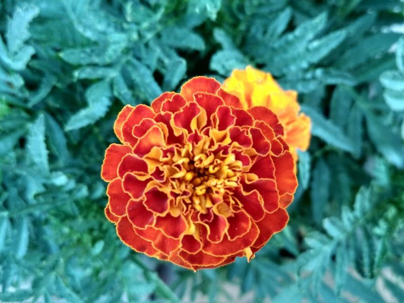 Бархатцы прямостоячие (Tagetes erecta f1) Taishan Gold