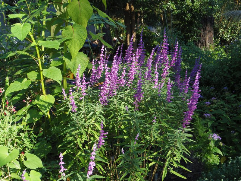 Шалфей Salvia leucantha в Израиле