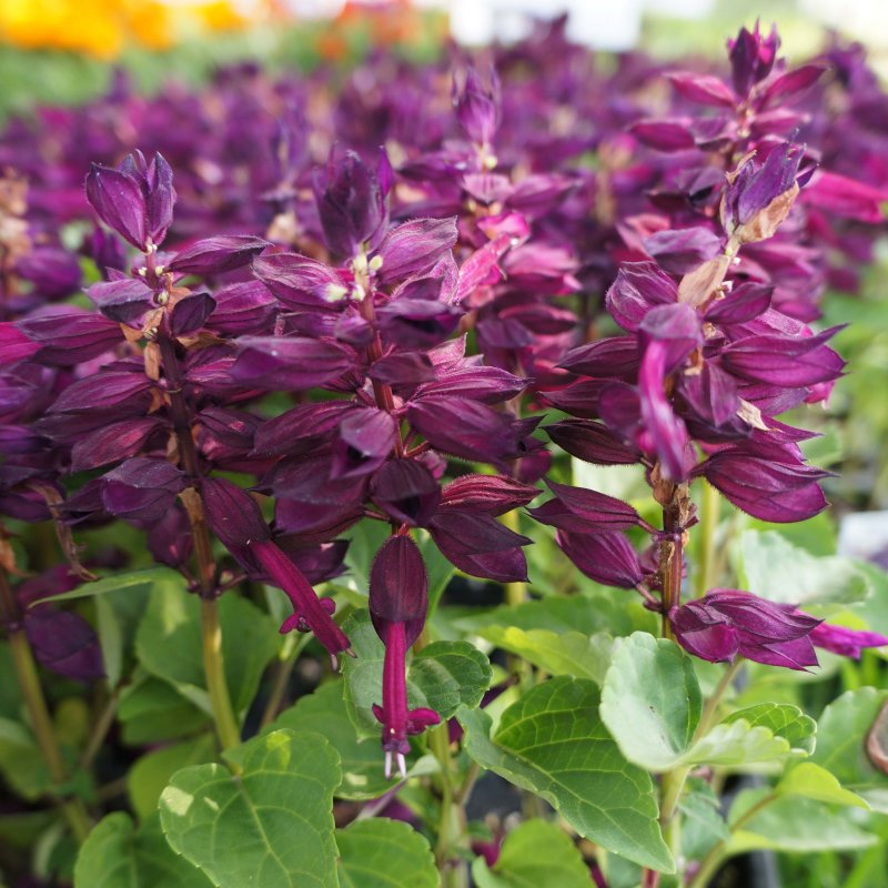 Шалфей Salvia officinalis для курения