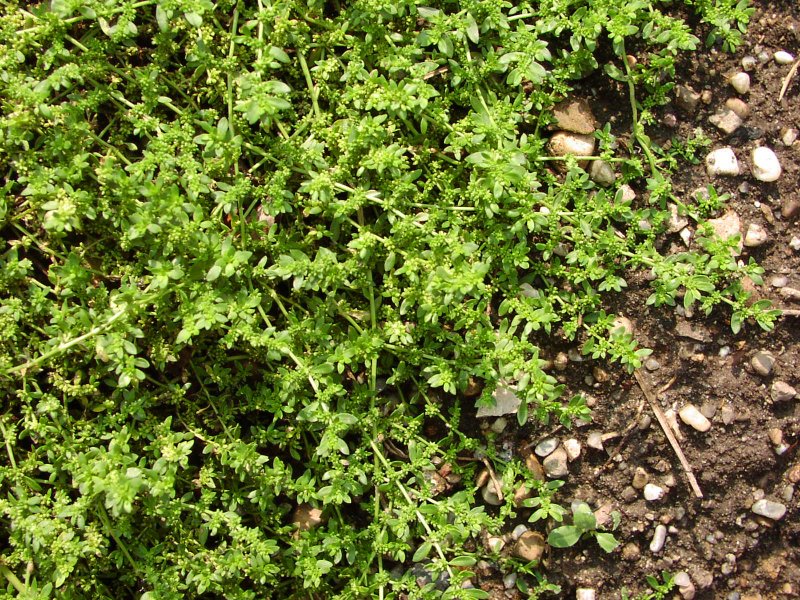 Грыжник гладкий (Herniaria glabra)