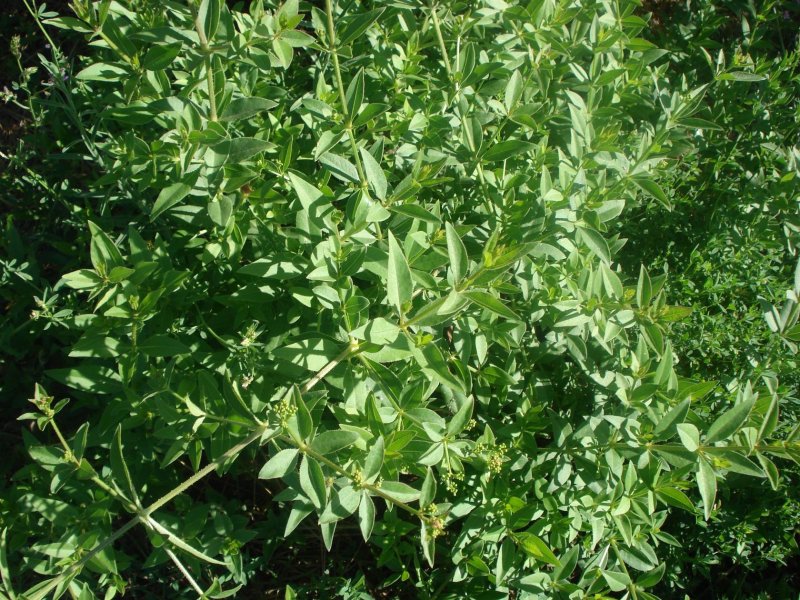 Rubia tinctorum l