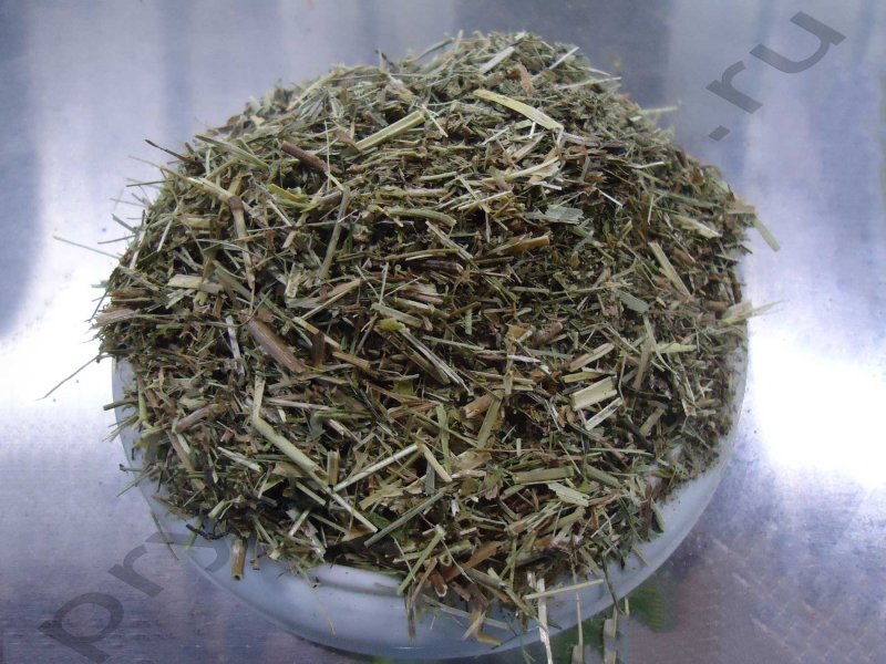 Мокрица зеленая