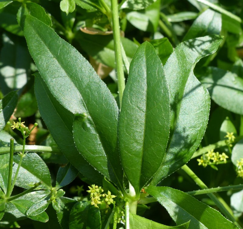 Марены красильной (rubia tinctorum)