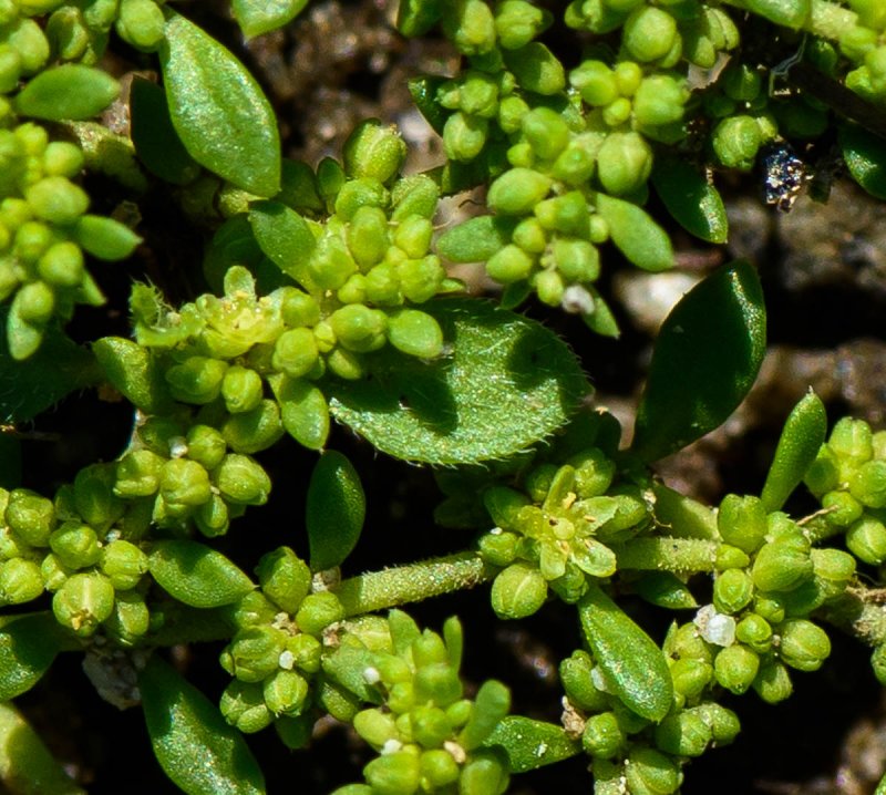 Грыжник голый (Herniaria glabra)