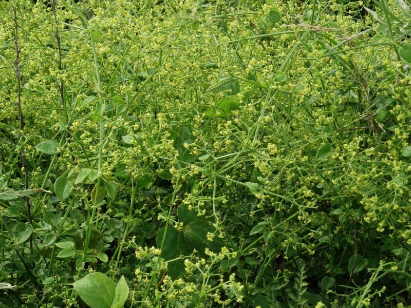 Rubia cordifolia Манжишта