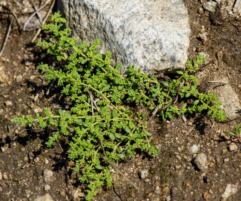 Грыжник гладкий (Herniaria glabra)